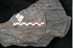 Foto (Detailansicht) von Sigillaria sp.  (NHMW-GEO-2024-0188-11100)